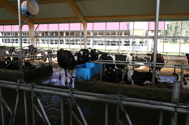 Cows around the drinking trough