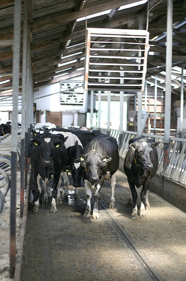 Cows under ventilators