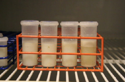 Milk samples in fridge