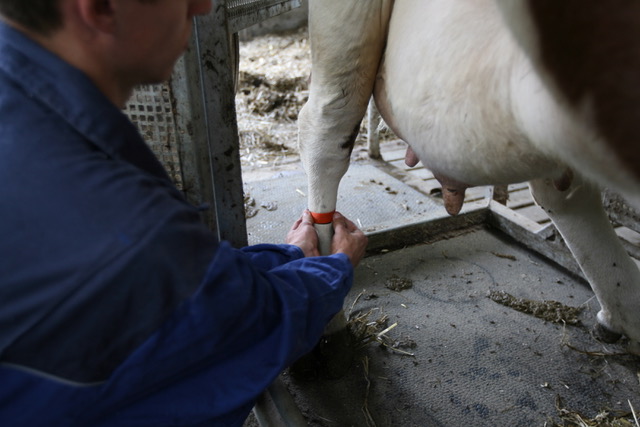 Putting on leg band in treatment area on a cow