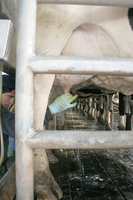 A farmer stripping milk