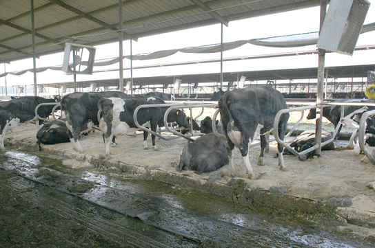 Cows standing in a barn