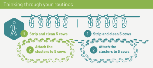 Diagram of a good milking routine