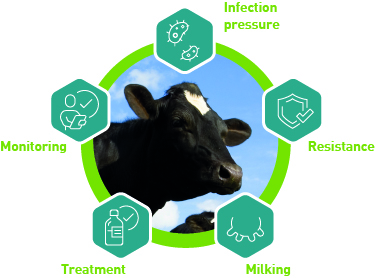 The five-point plan for mastitis control