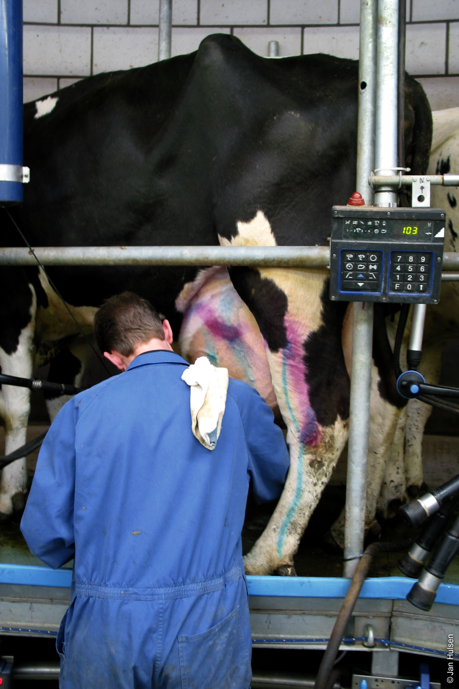Milchviehhalter behandelt Mastitis bei einer Kuh