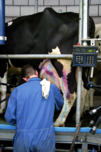 Marked cow in the parlour