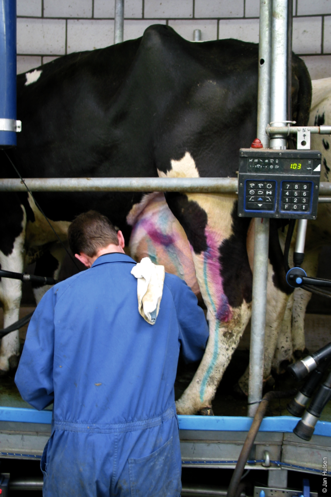 Five things your farmers should know about mastitis