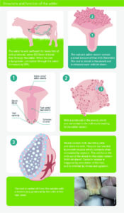 Udder Structure and Anatomy