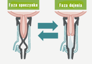 Fazy dojenia