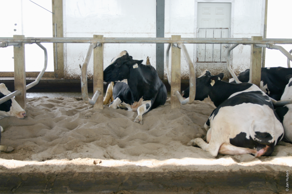 No sweat: How to prevent and reduce heat stress in dairy cows