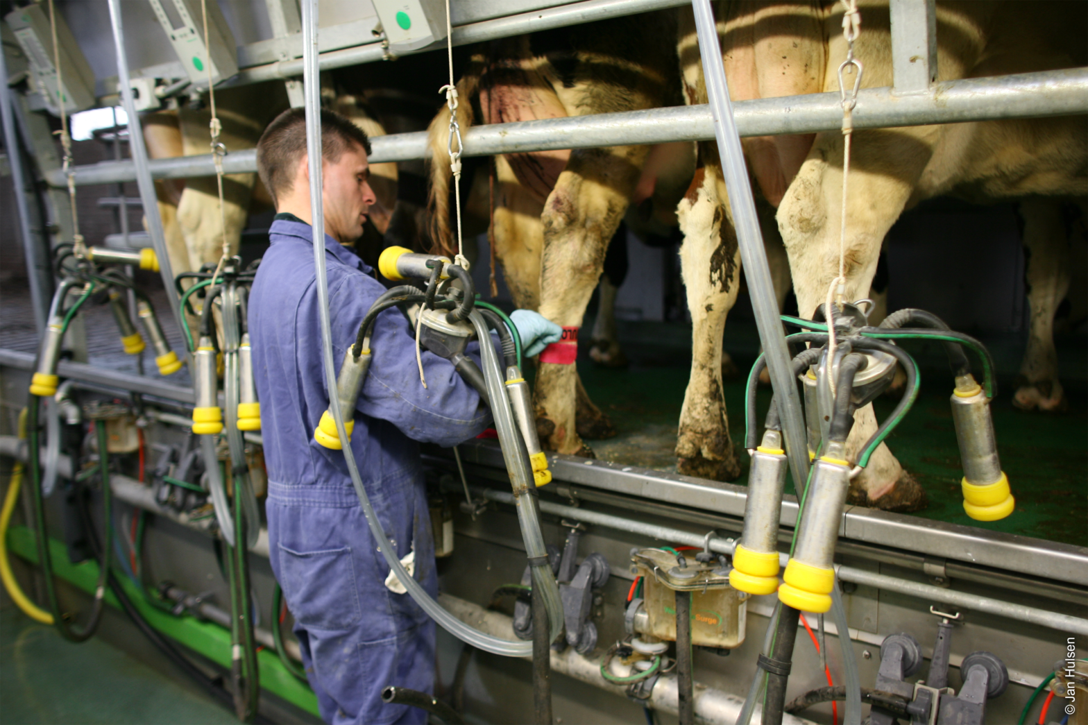 Foto Pootbanden omdoen in de melkstal