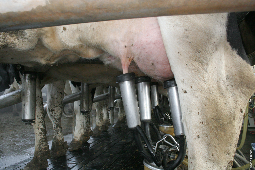 Successful milking: excellent milking procedures