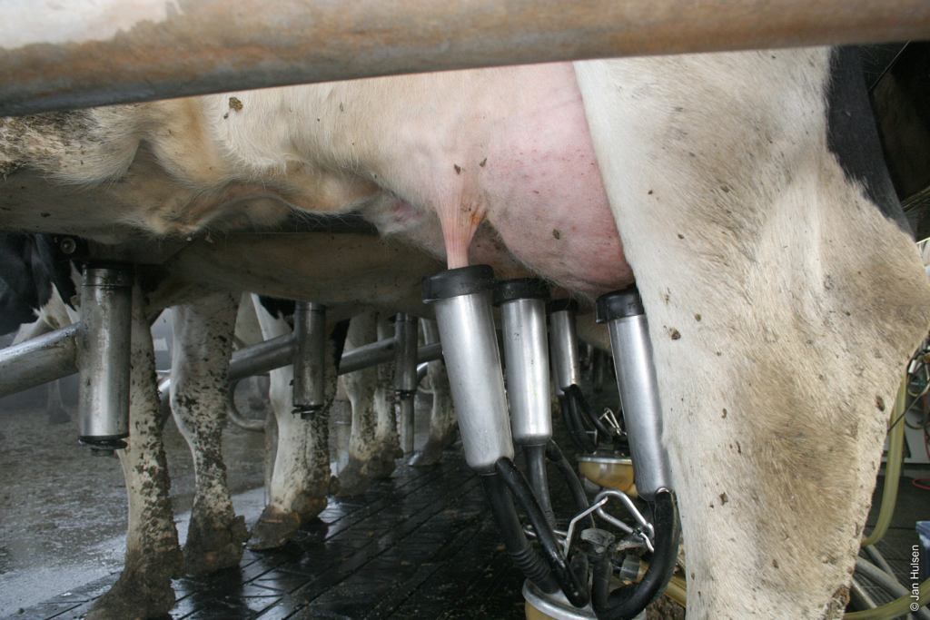 Succesvol melken: een goed werkende melkmachine