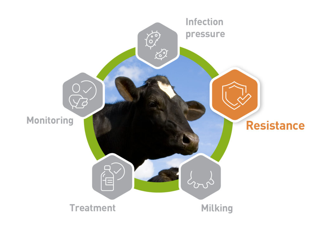 Comment prévenir et réduire le stress thermique chez la vache laitière