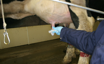 Einblick in die Epigenetik der subklinischen Mastitis bei Milchkühen