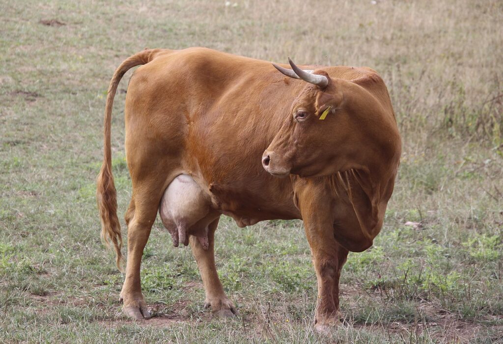 Het vijfpuntenplan voor mastitis bestrijding