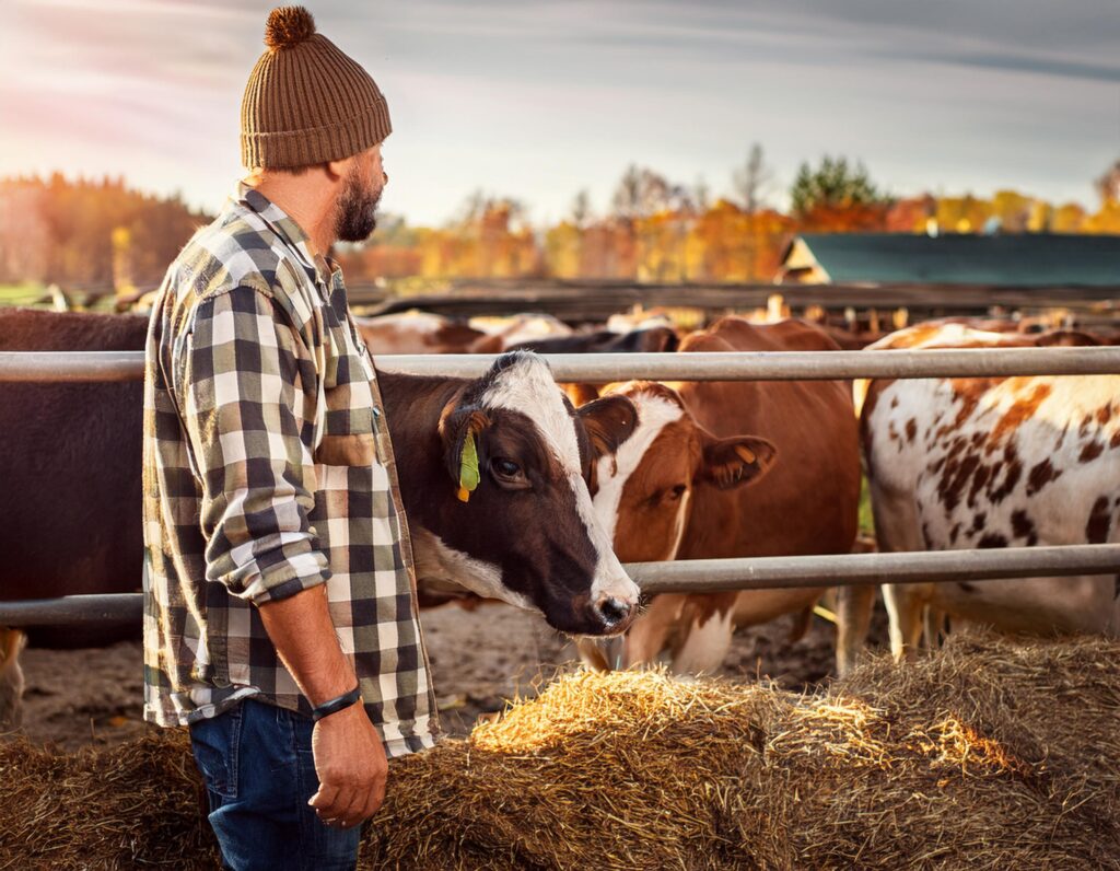 Cattle Breeding Strategies For Improving Dairy Cattle Performance