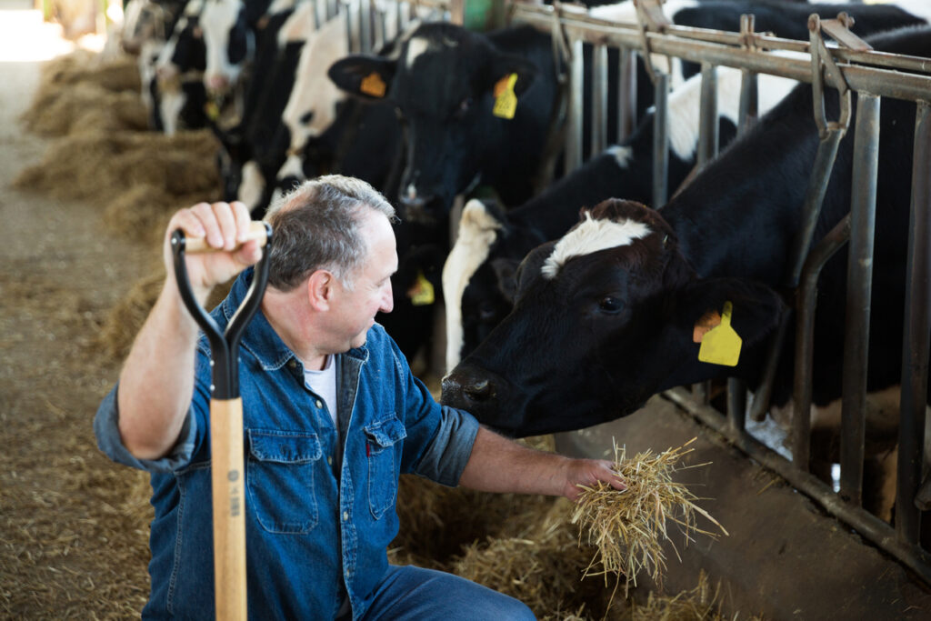 Dairy Cattle Welfare: Key Indicators and Challenges