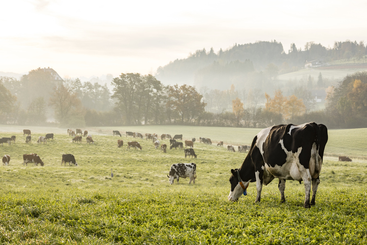 Environmental impact of dairy cattle and sustainable dairy farming