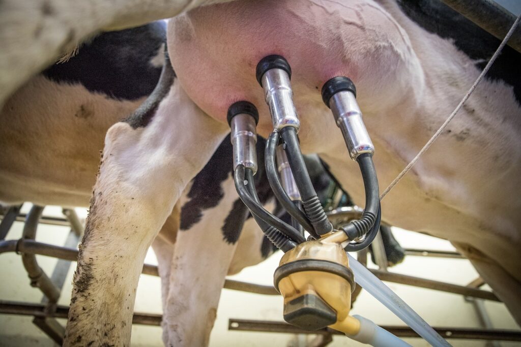 The five-point plan for mastitis control